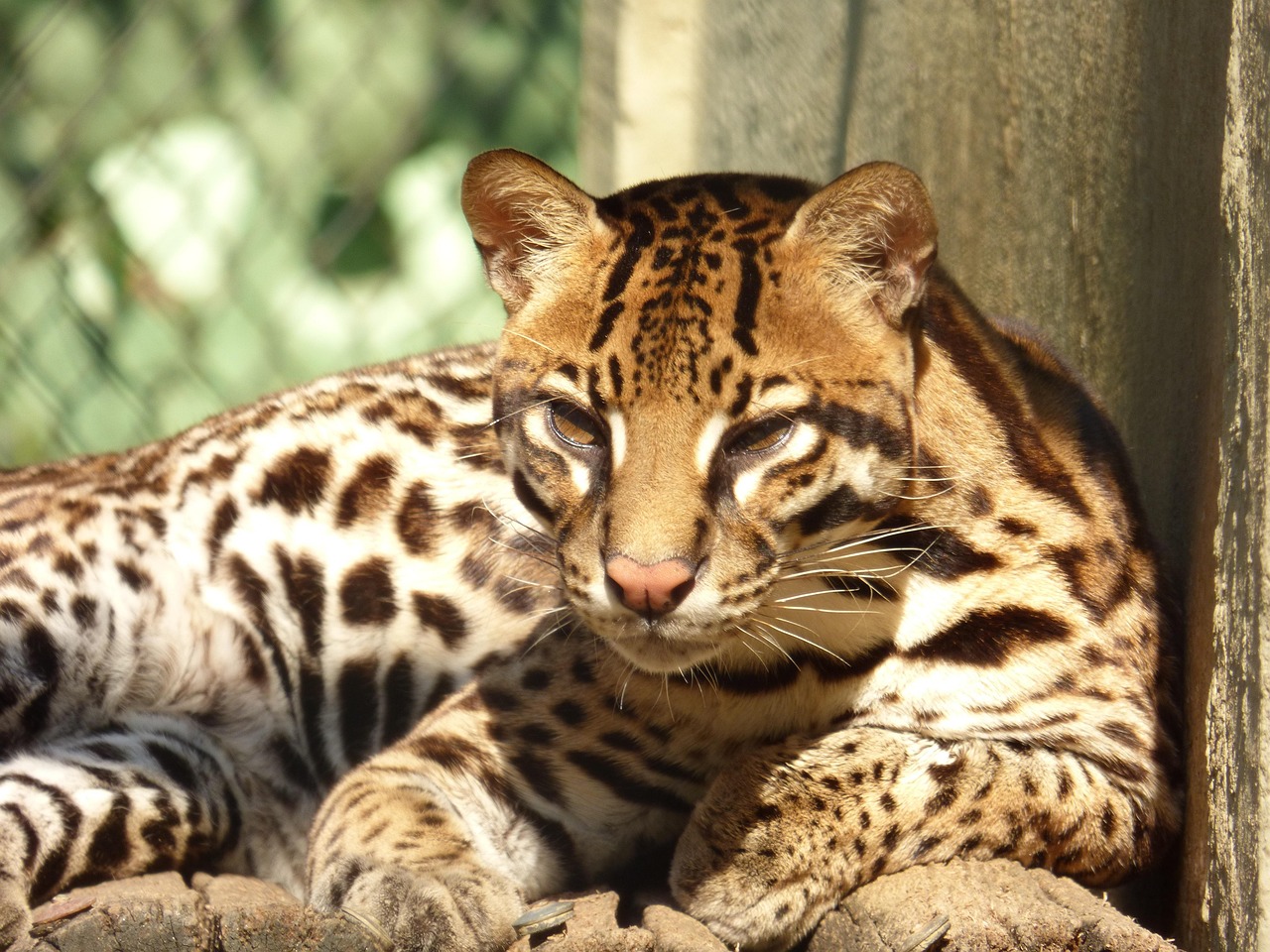 ocelot 3