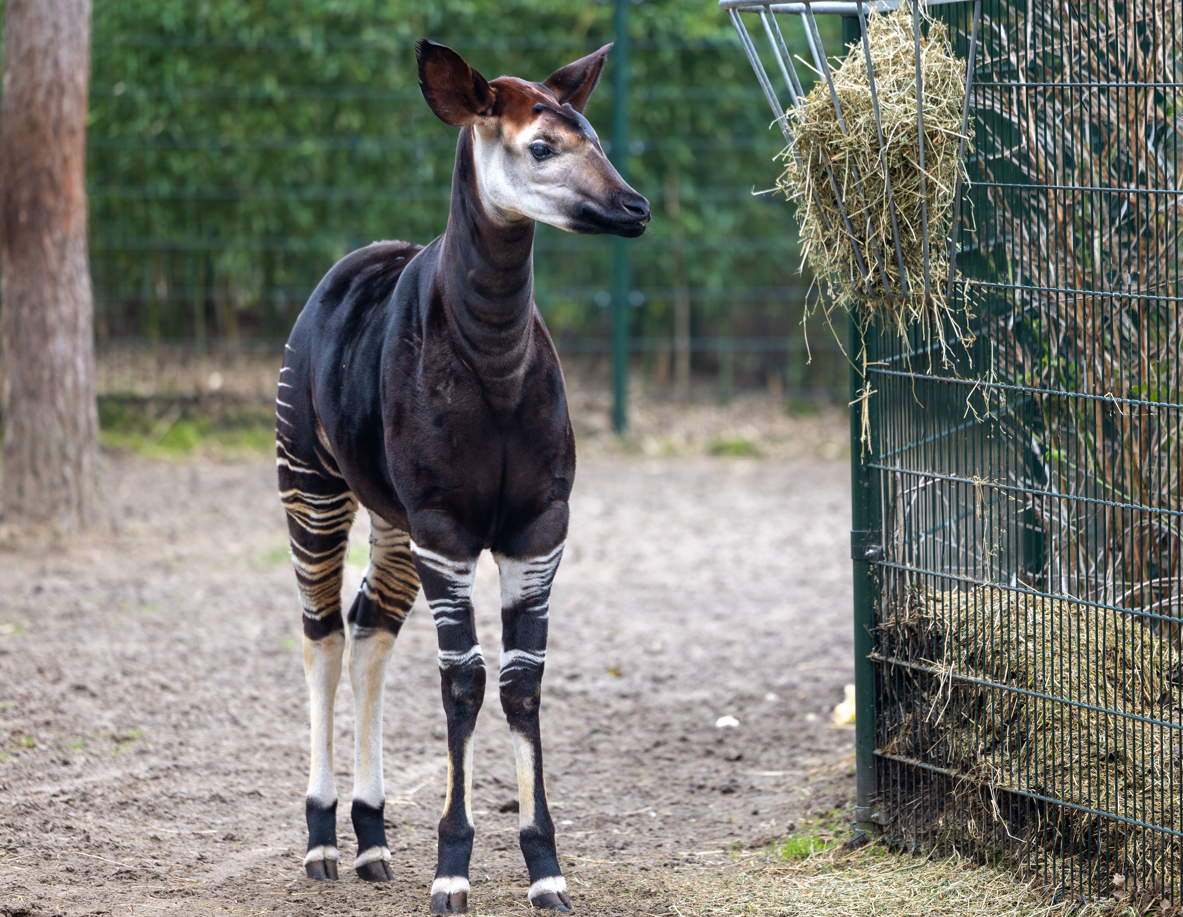 Okapi Okapi