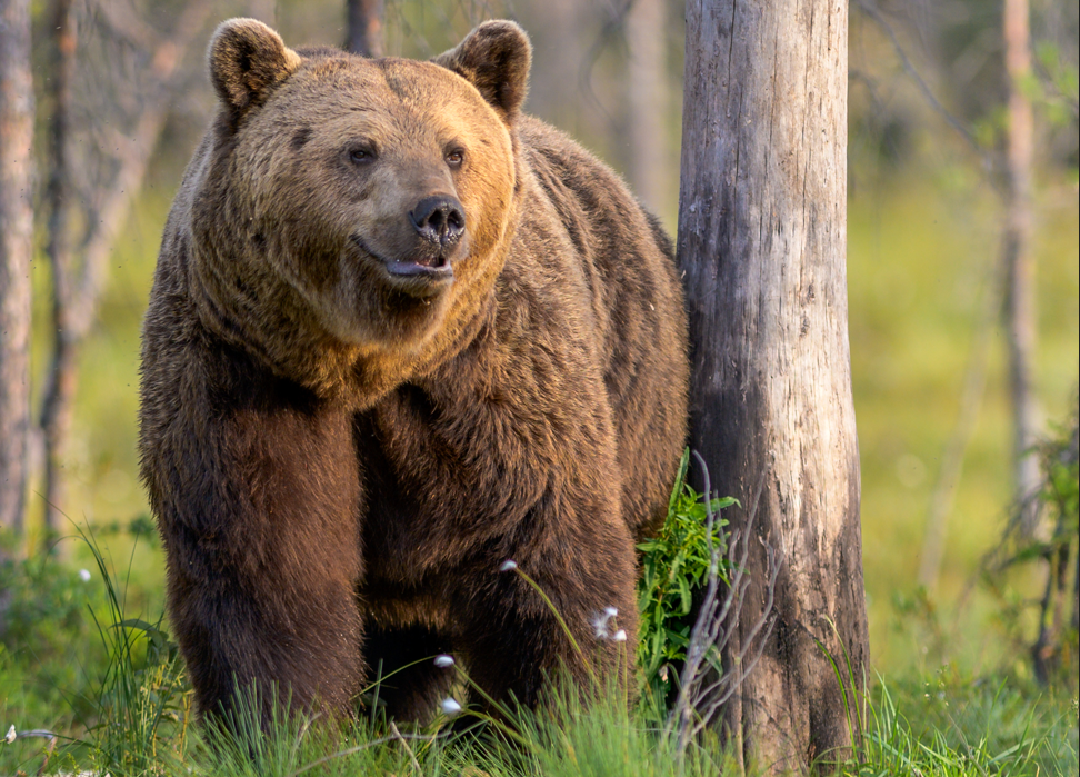 orso bruno orso bruno
