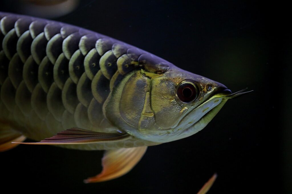 Pesce drago