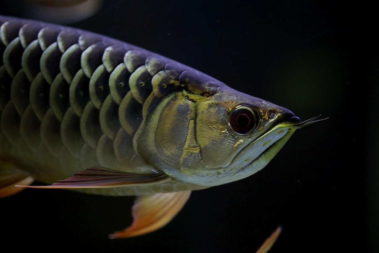 Pesce drago Pesce drago