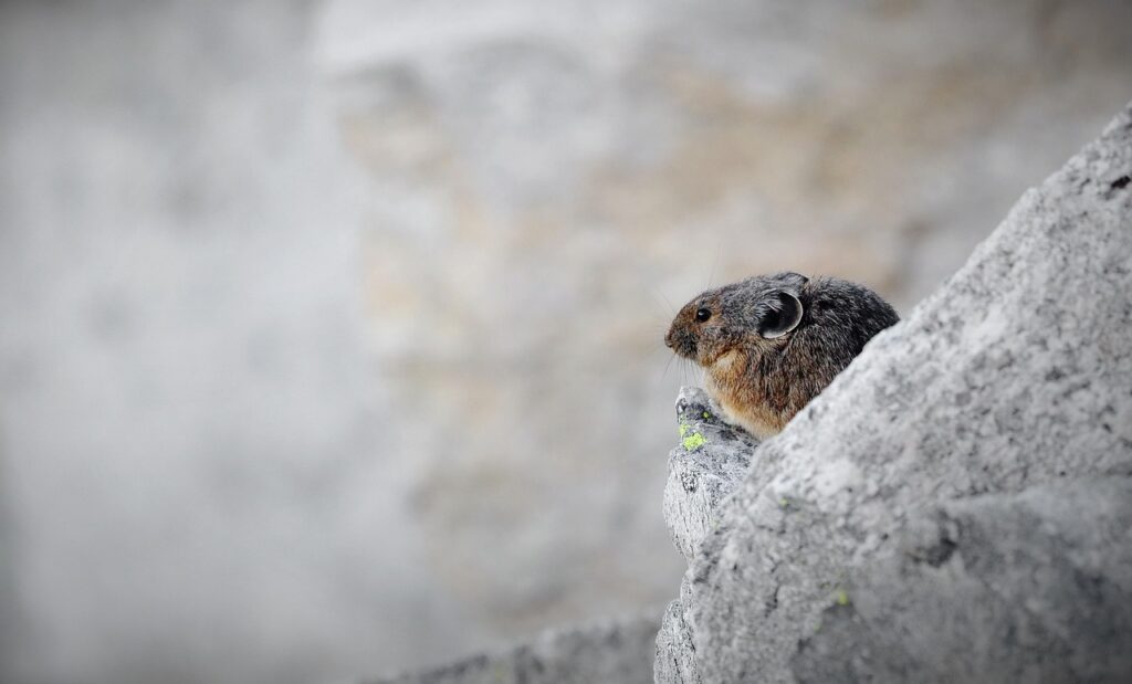Pika
