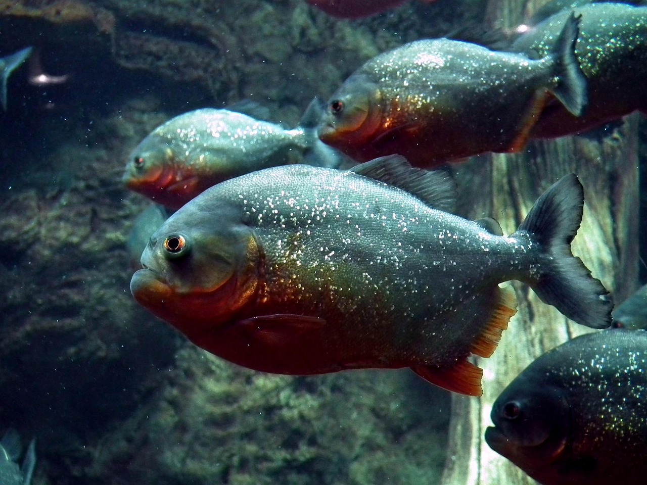 piranha 2