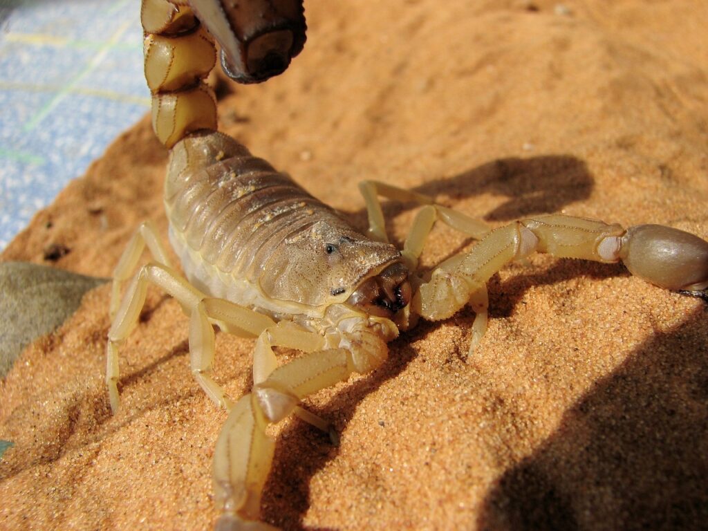 Scorpione del deserto