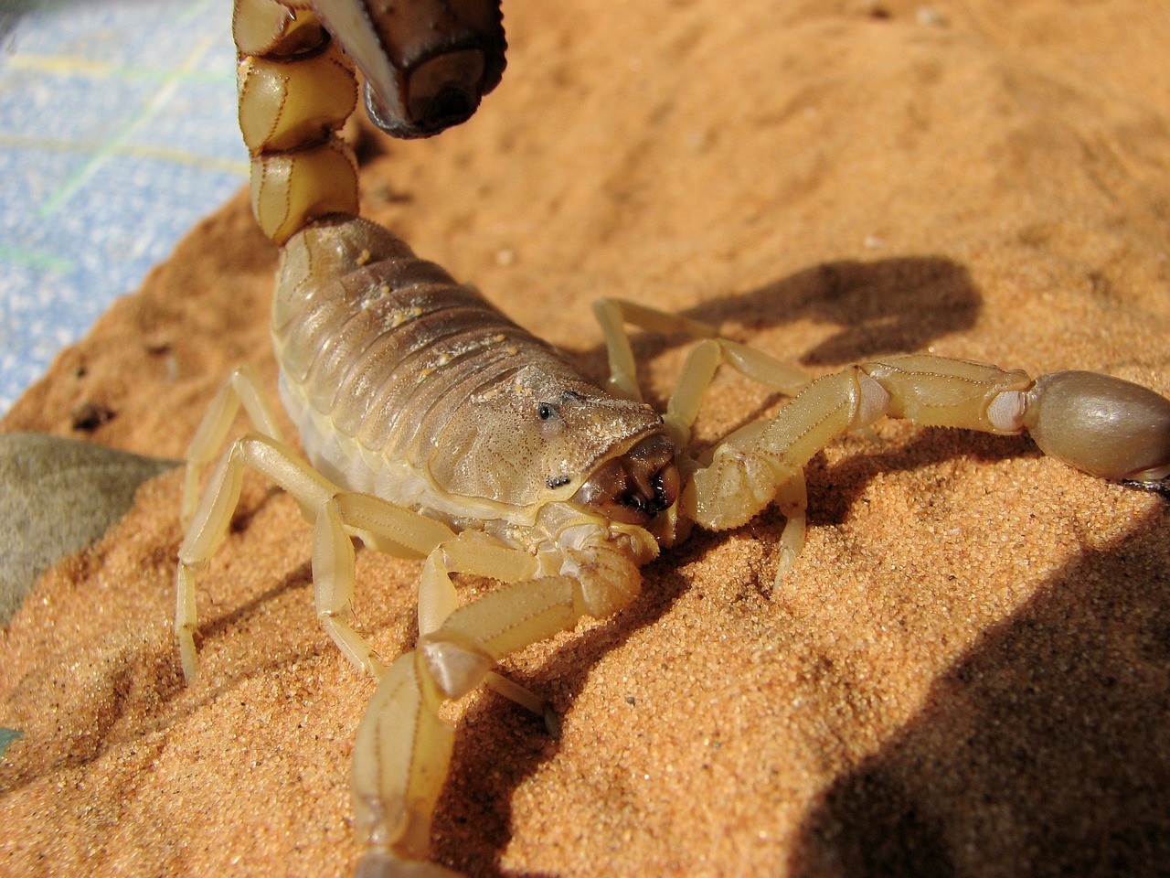 Scorpione del deserto Scorpione del deserto