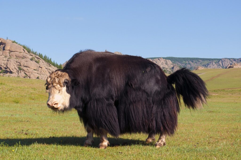 Yak