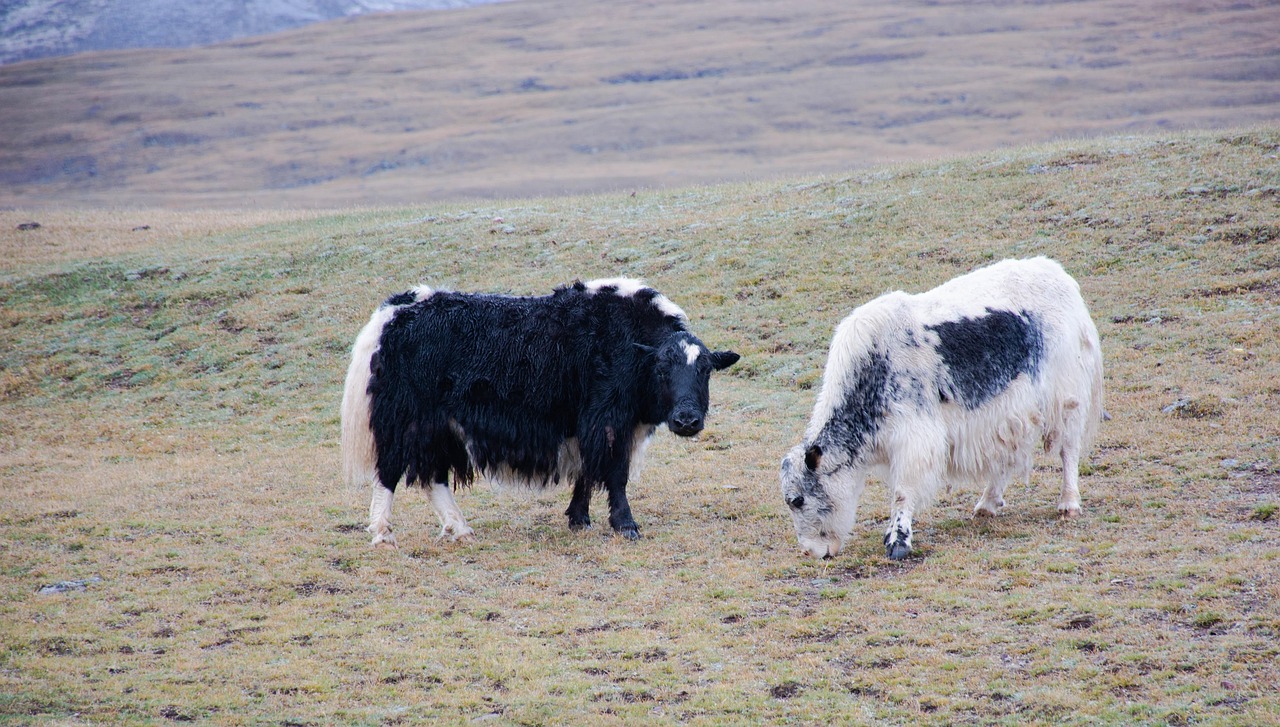 yak 4