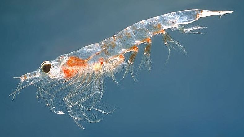 Krill