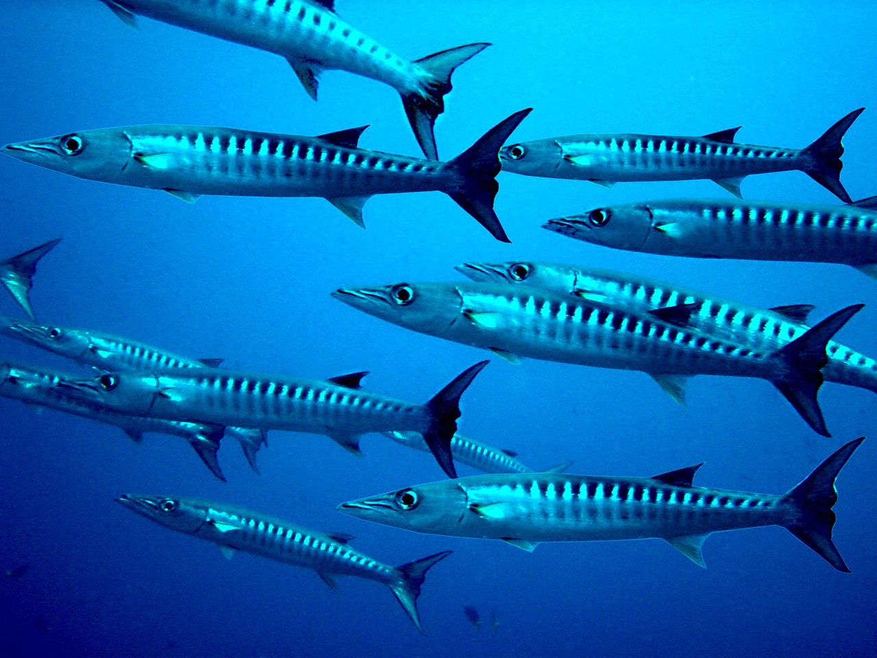 barracuda 3