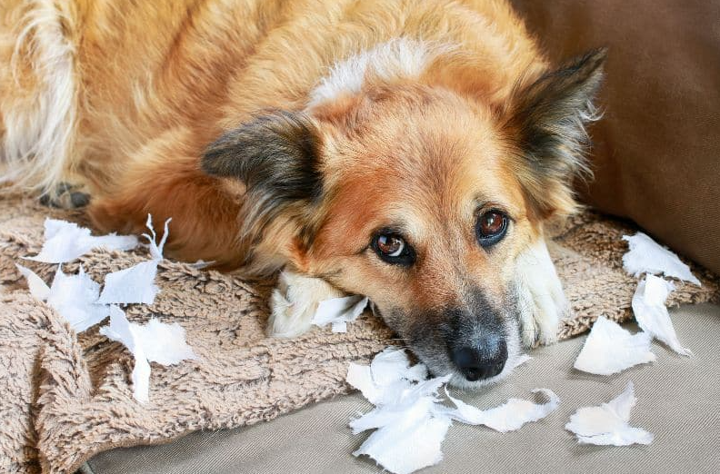 cane ansia da separazione