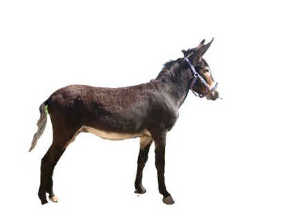 Asino Pantesco