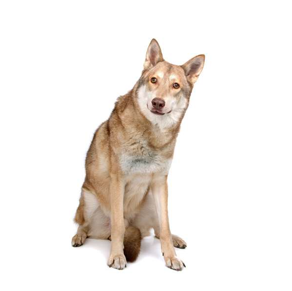 Cane Lupo di Saarloos