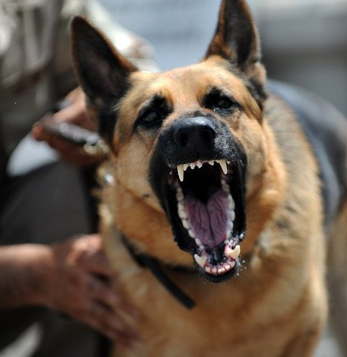 cane aggressivo