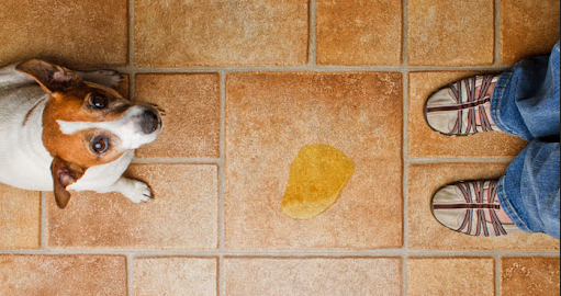 Cane fa i bisogni in casa