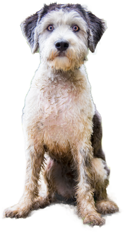 Cane da Pastore Polacco di Vallee