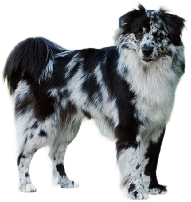 Cane da Pastore dei Pirenei a Faccia Rasa