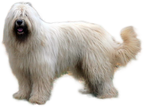 Cane da Pastore della Russia Meridionale