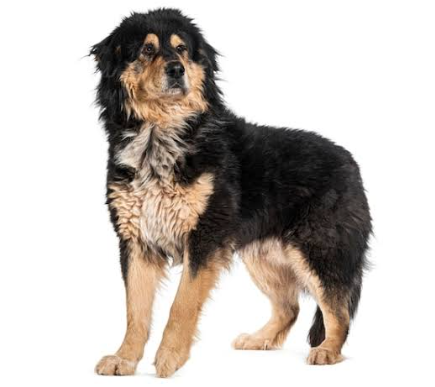 Cane da Pastore della Sila