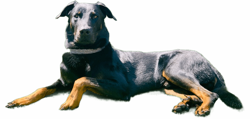 Cane da Pastore di Beauce