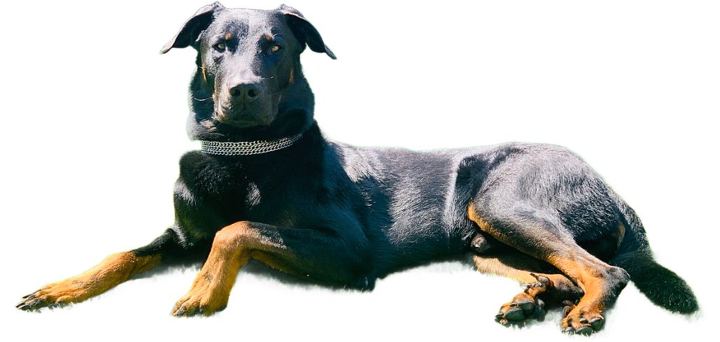 Cane da Pastore di Beauce