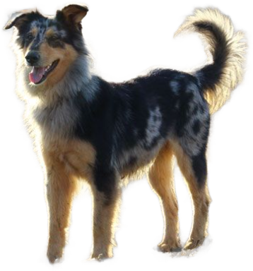 Cane da Pastore di Oropa