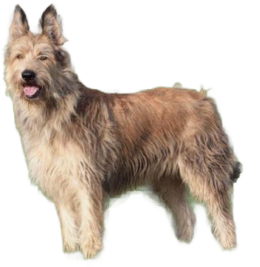 Cane da Pastore di Picardia