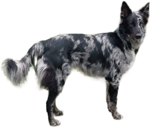 Cane delle Alpi Apuane