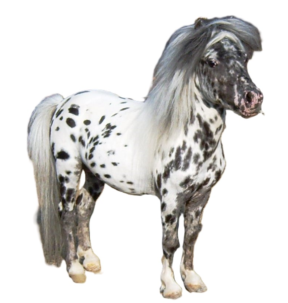 Cavallo Falabella