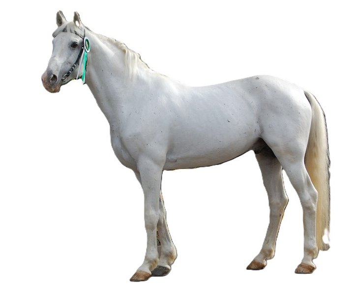 Cavallo Orlov