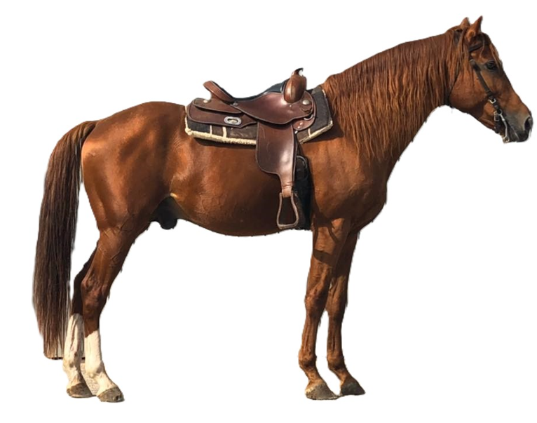 Cavallo Persano