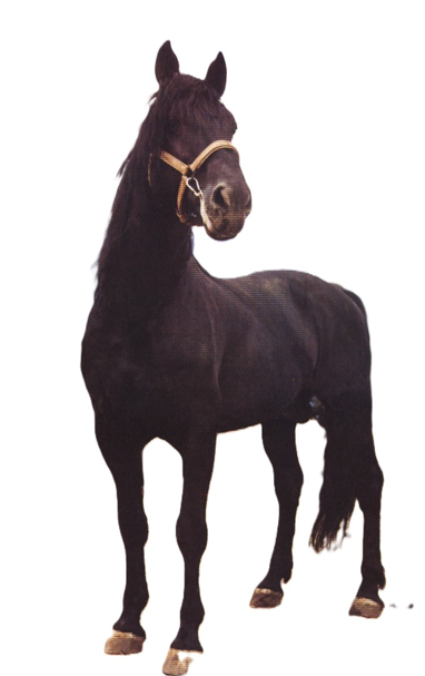 Cavallo Sanfratellano