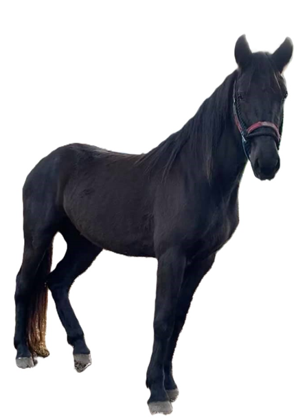Cavallo Tolfetano