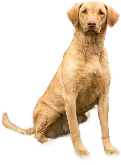 Chesapeake Bay Retriever