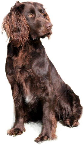 Cocker Spaniel Tedesco