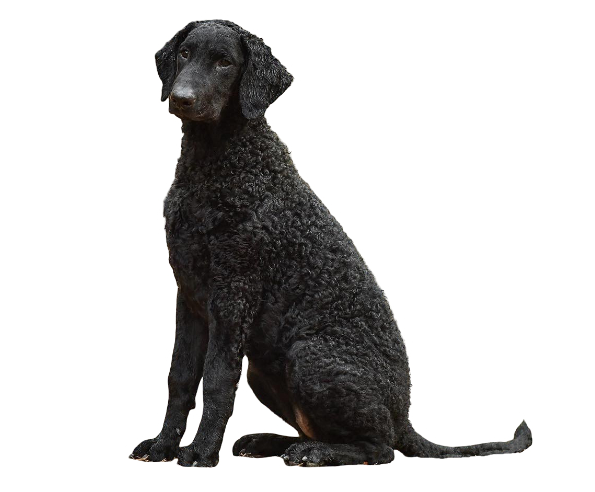 Curly-coated retriever