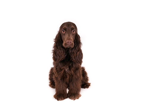 Field Spaniel