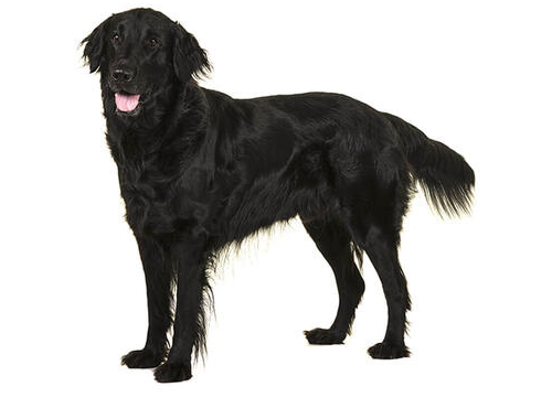 Flat-Coated Retriever