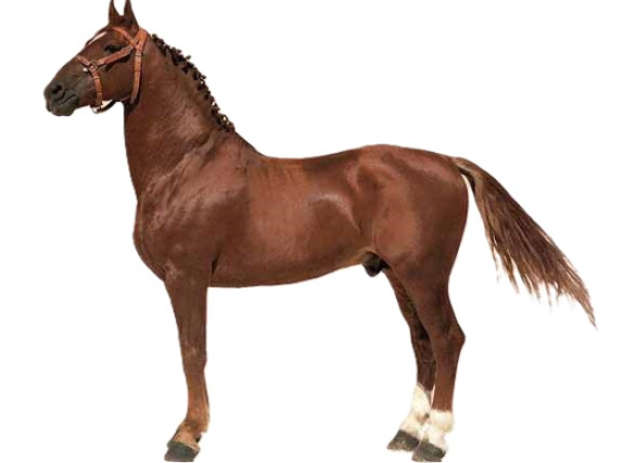 Cavallo Knabstrupper