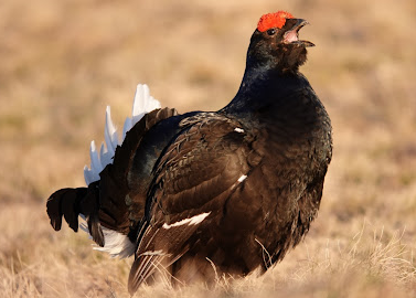 Gallo Forcello