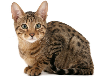 Gatto Aegean