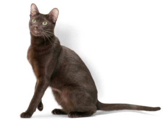 Gatto Havana Brown