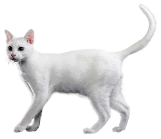 Gatto Khao Manee