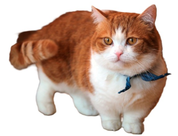 Gatto Napoleone