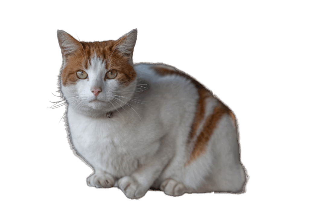 Gatto Anatoli
