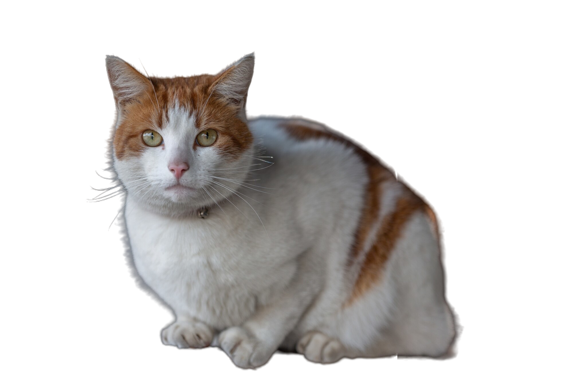 Gatto Anatoli
