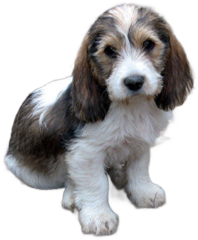 Grand Basset Griffon Vendèen