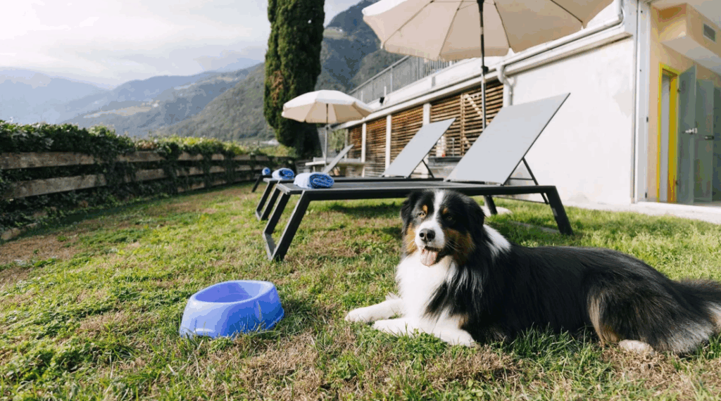 hotel cani