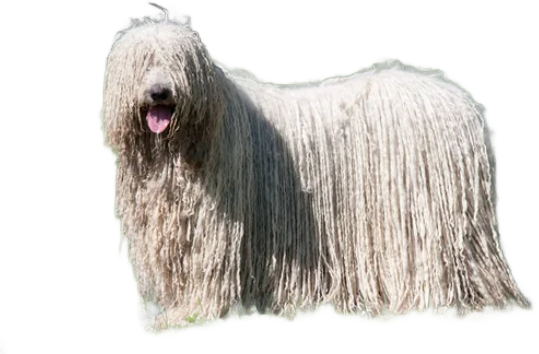 Komondor
