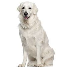 Kuvasz