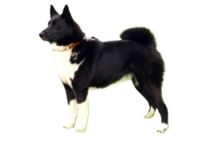 Laika Russo Europeo